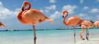 Cursos de español en Playa Flamingo